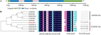 MaMYB4, an R2R3-MYB Repressor Transcription Factor, Negatively Regulates the Biosynthesis of Anthocyanin in Banana